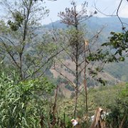 Cuauxicala _huauchinango19